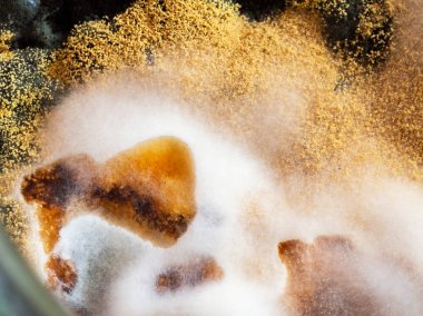 Mikrobiyoloji. Aspergillosis büyümesi. Reçel yüzeyinde Aspergillus flavus, makro