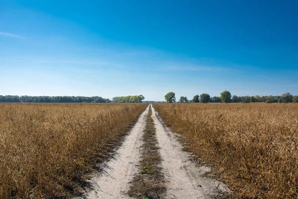 대두밭을 통과하는 지상도로 — 스톡 사진