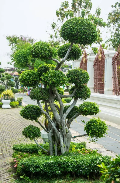 Árbol verde del bonsái en templo de Wat Arun — Foto de Stock