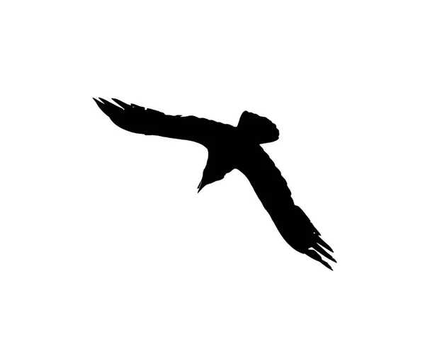 Σιλουέτα του ένα ιπτάμενο κοράκι που απομονώνονται σε λευκό — Φωτογραφία Αρχείου