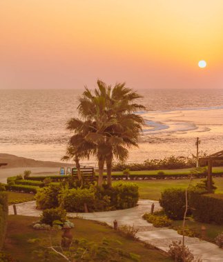 Gün doğumunda güneşin önünde sahilde palmiye ağacı