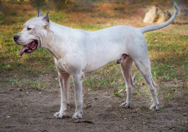 Dogo argentino Hund im Profil — Stockfoto