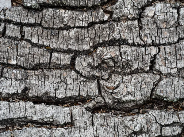 Macro di vecchio albero corteccia texture, colore grigio, sfondo astratto natura — Foto Stock