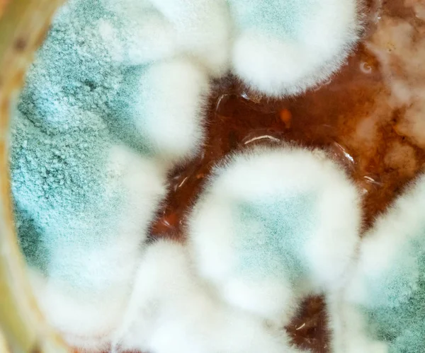 Jam makro kolonie pleśni i bakterii rosnących na powierzchni, top view — Zdjęcie stockowe