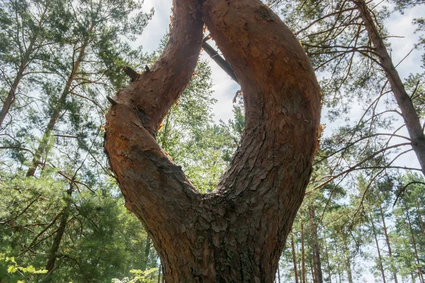 Bizarre shape of tree trunk. A tree trunk divided into two