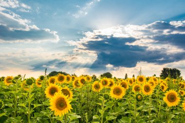 Güneş ışınları ile bulutlu gökyüzü altında ayçiçekleri