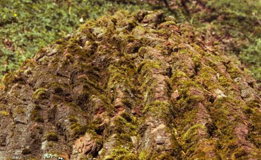 Yosun yakın çekim, doku ile ağaç kabuğu