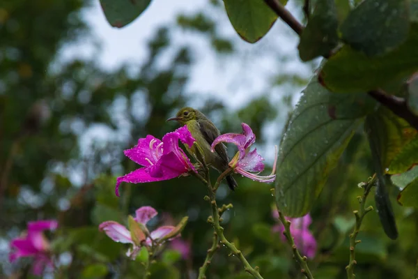 Liten grön fågel bland blommor i Thailand — Stockfoto