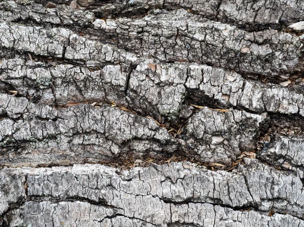 Makro chropowatej kory drzewa tekstury. Streszczenie naturalne tło — Zdjęcie stockowe