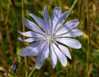 Ortak Hindiba veya Cichorium intybus çiçek çiçeği, bitkisel bitki yakın