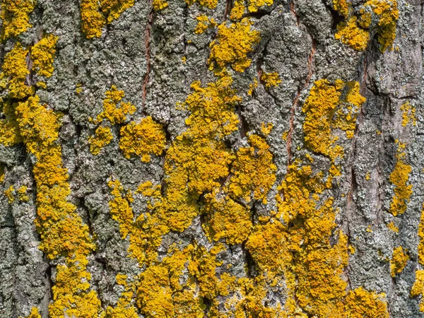 Zbliżenie starego pnia drzew z żółtym liszaj i Mech. Makrolichen tekstury na powierzchni drzewa — Zdjęcie stockowe