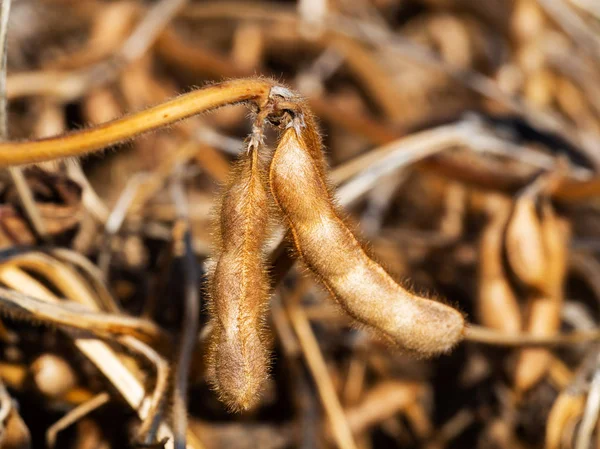 Two ripe soybean pods of brown color, macro