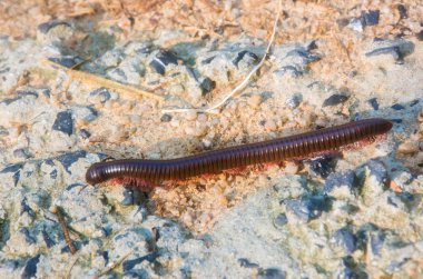 Scolopendra yolda yakın çekim