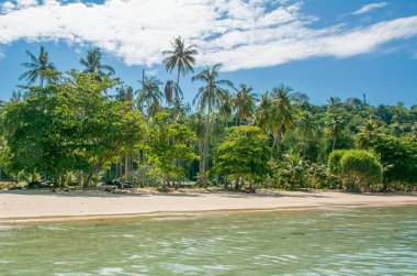 Berrak mavi gökyüzü altında palmiye ağaçları ile Tropikal plaj