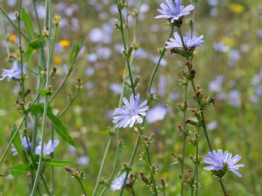 Ortak Hindiba alanı. Çiçekli cichorium intybus. Mavi yabani bitkisel bitkilerin Alanı