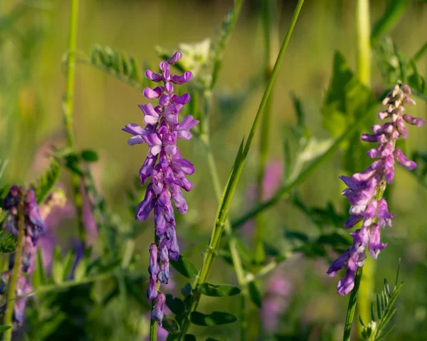 Gün batımında bir mor Hedysarum alpinum (sulla coronaria) yakın — Stok fotoğraf