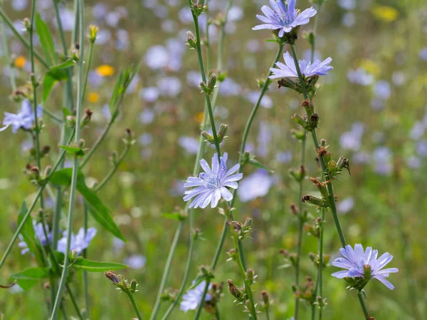 Ortak Hindiba alanı. Çiçekli cichorium intybus. Mavi yabani bitkisel bitkilerin Alanı