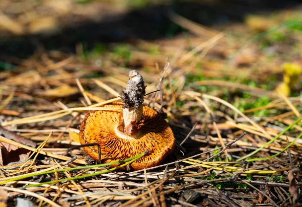 Brown mushroom uprooted in the forest. Autumn, fungi time — Stock Photo, Image