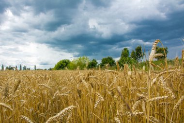 Yaz aylarında bulutlu fırtınalı gökyüzü altında olgun altın buğday Tarlası, manzara