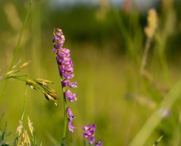 Fransız hanımeli makro (Hedysarum kororium, sulla coronaria,Hedysarum arcticum, hedysarum hedysaroides, hedysarum glomeratum, hedysarum occidentale, Hedysarum alpinum) — Stok fotoğraf