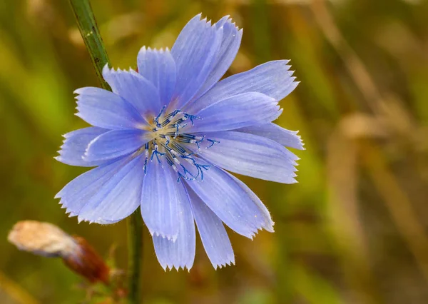 Ortak hindiba mavi çiçekleri çiçek, makro. Yabani bitkisel bitki yakın çekim — Stok fotoğraf