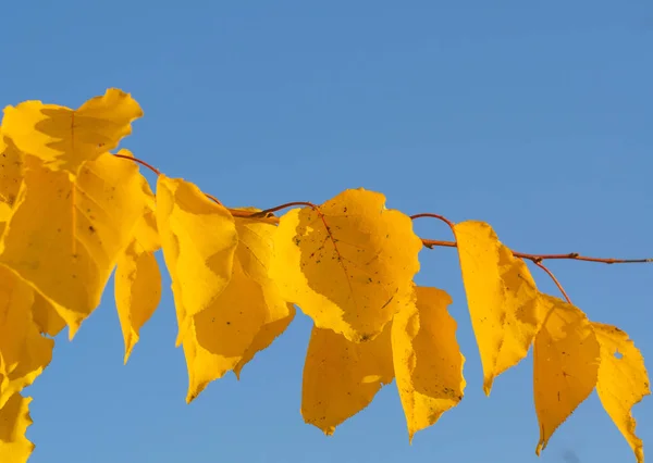 Autumn leaf nature background. Yellow leaves over blue sky — Stock Photo, Image