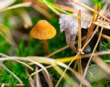 Küçük kahverengi zehirli mantar toadstool, closeup
