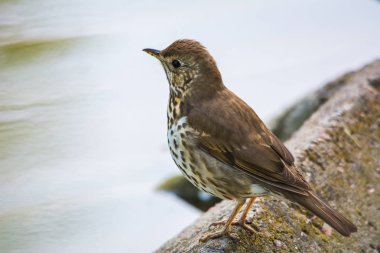 Song Thrush (Turdus philomelos) yerde