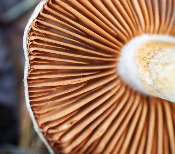 Uzavři si houbové žábry. Detail žábry na převrácené houby — Stock fotografie
