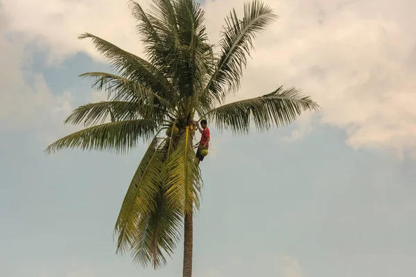 Gärtner in Versicherungsgurten klettert auf eine Kokospalme, um abgestorbene Äste und Kokosnüsse in einem tropischen Küstengarten abzuschneiden — Stockfoto