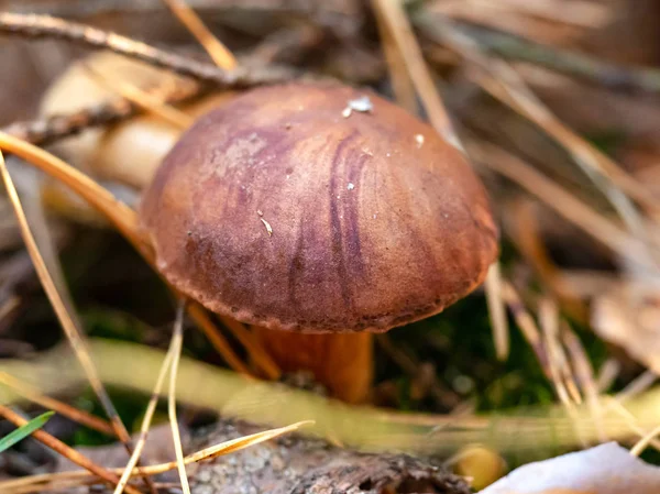 Polish mushroom (Polonica boletus) in pine forest, macro — Stock Photo, Image