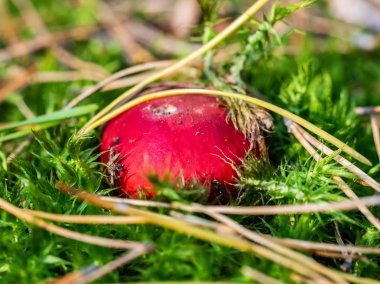 Russula emetica (kusturucu, kusturucu russula veya kusan russula) çam ormanlarında, makro