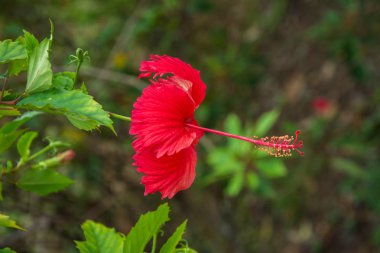 Taç yapraklı kırmızı amber çiçeği. Erkek ve erkek organı.