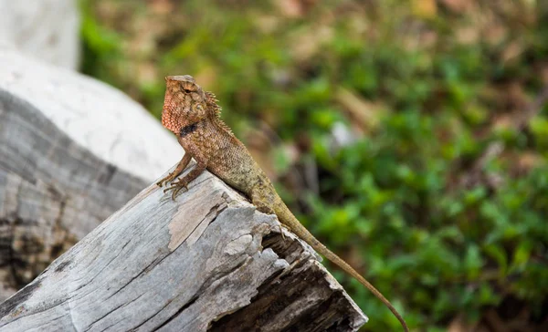 Lagarto en tronco de árbol —  Fotos de Stock