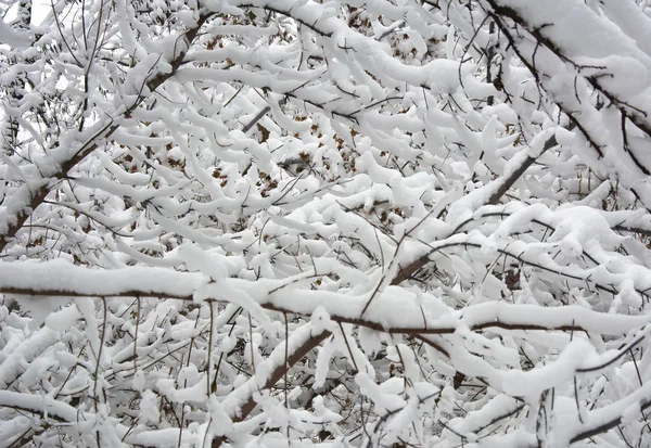 Beyaz karla kaplanmış dallar — Stok fotoğraf
