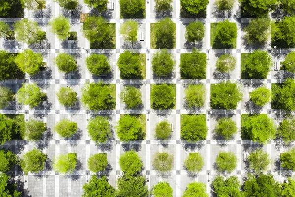 Regular Urban Design. Top View of Chess Squares Green Trees and Pavement.