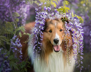 Cute dog in violet flowers clipart
