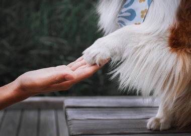 İnsan'ın el ve köpeğin pençe