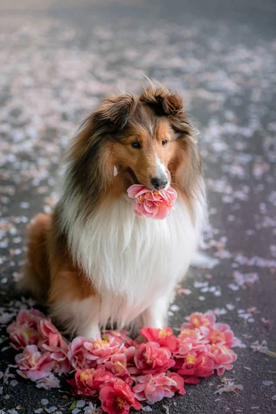 Perro Pastor Shetland Sosteniendo Una Flor —  Fotos de Stock