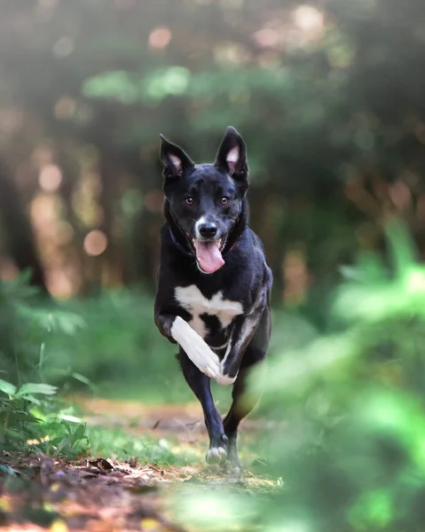 Perro Negro Corriendo Hacia —  Fotos de Stock