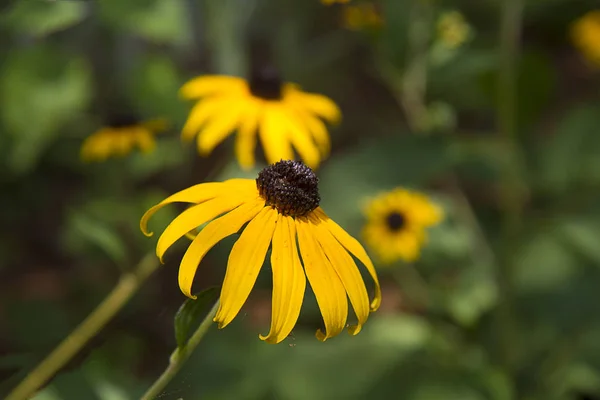 Black Eyed Susan Daisy Flower Close Garden Blurred Background Bright — Stock Photo, Image