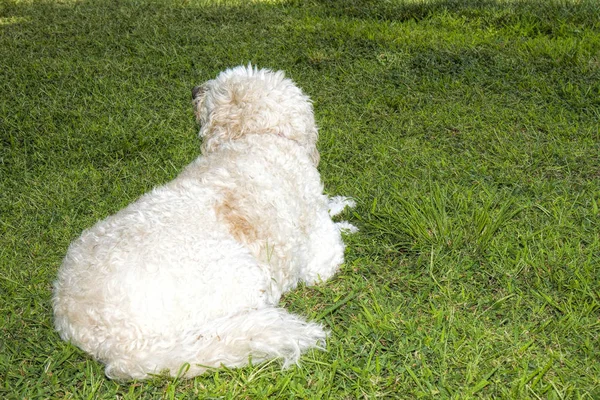 白色毛茸茸的金黄涂鸦狗休息在阴凉处后院 — 图库照片