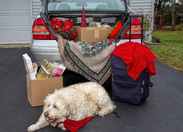 准备圣诞节假期旅行的概念形象是汽车后备箱里挤满了礼物 一品红 行李和旅行所需的物品 大的白色金色涂鸦狗耐心地坐着等待旅行 — 图库照片