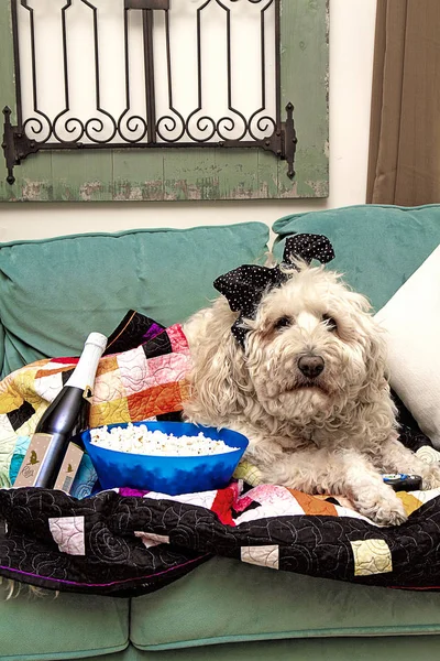 Large White Golden Doodle Image Dog Ready Comfy Watch Either — Stock Photo, Image