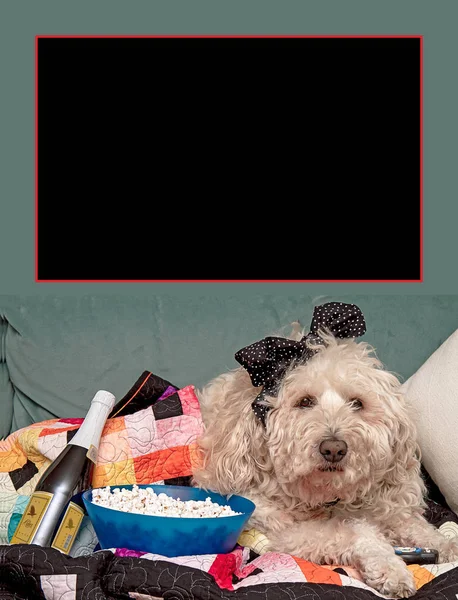 Большое Белое Золотистое Изображение Собакой Готовой Удобной Просмотра Телевизионных Фильмов — стоковое фото
