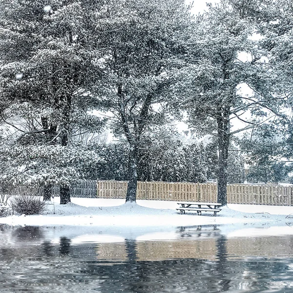 Vinter Snöscener Bakgård Med Stora Tallar Täckta Snö Parkliknande Miljö — Stockfoto