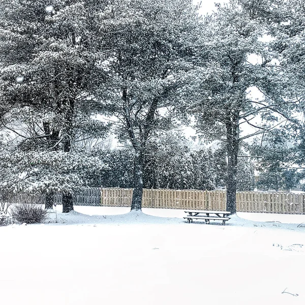 Winter Snow Scenes Backyard Large Pine Trees Covered Snow Park — Stock Photo, Image