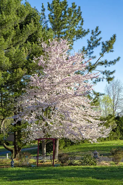 Tall Cherry Tree Full Blossom Early Spring Morning Grass Rich — Stock Photo, Image