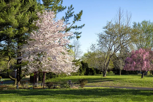 在初春的早晨 高大的樱桃树盛开 富含绿色的草和其他植物和树木的景色 — 图库照片