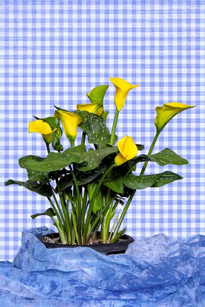 明亮美丽和强大的卡拉礼植物孤立在蓝色格子背景与浅蓝色织物覆盖在基地周围 — 图库照片